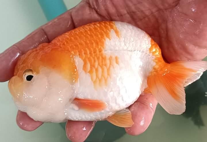 ปลาทองสีสวยสีขาวส้ม 4