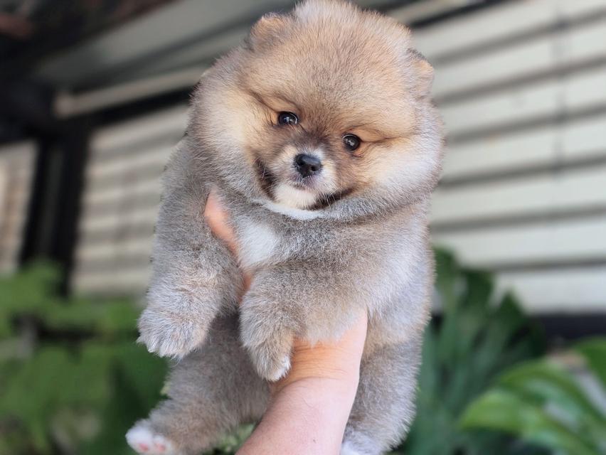 ปอมเมอเรเนียนแท้ เพศเมีย สีส้ม รูปที่ 3