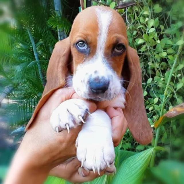 ปล่อยขาย Basset Hound เกรด A 3