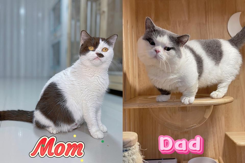 แมวมันช์กิ้นขาสั้น เพศหญิง รูปย่อยที่ 4