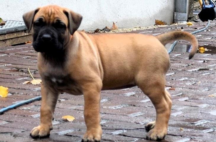 Boerboel Puppies  WhatsApp me : +66 63 826 3042