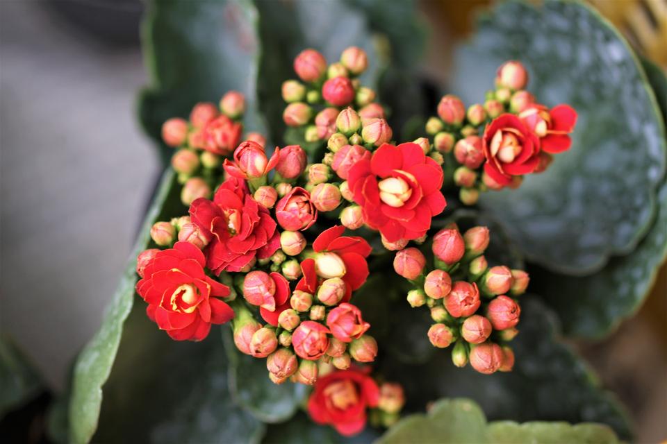 ขายกุหลาบหิน Kalanchoe Blossfeldiana Poelln สีแดงแรงฤทธิ์ 2