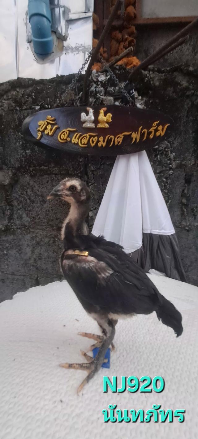 แบ่งสายพันธุ์ ลูกไก่ชน เหล่าพ่อแม่เงินล้าน รูปที่ 7