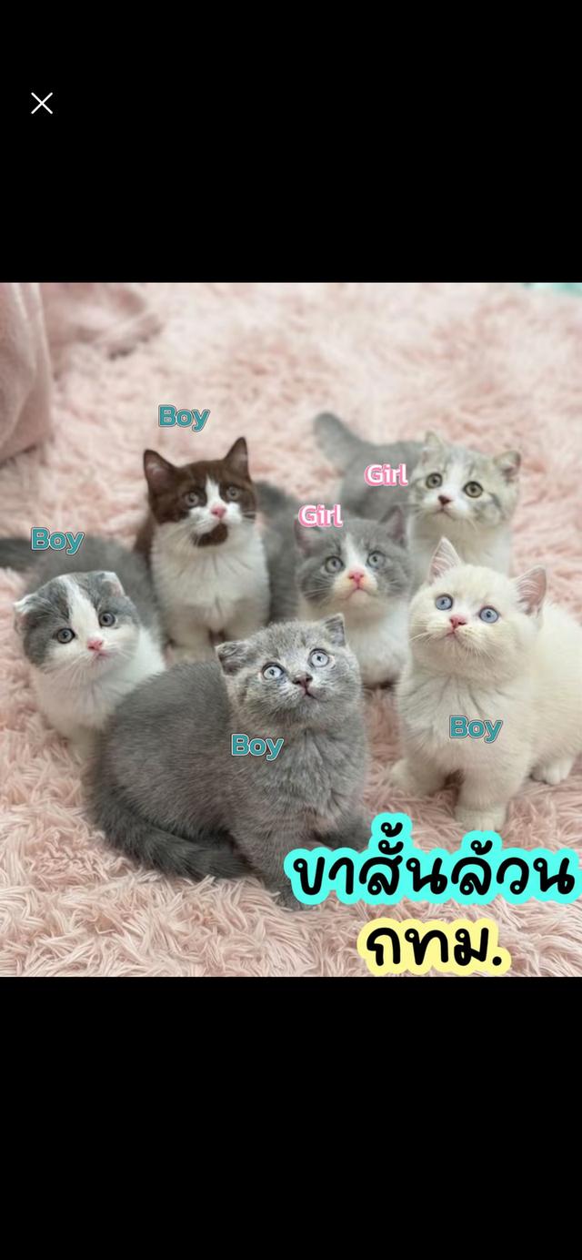 แมวมันช์กิ้นขาสั้น กทมนวมินทร์