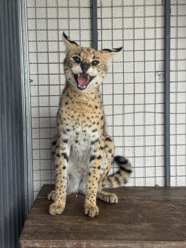 ขายแมวเซอวัลอายุ2ปีเศษ