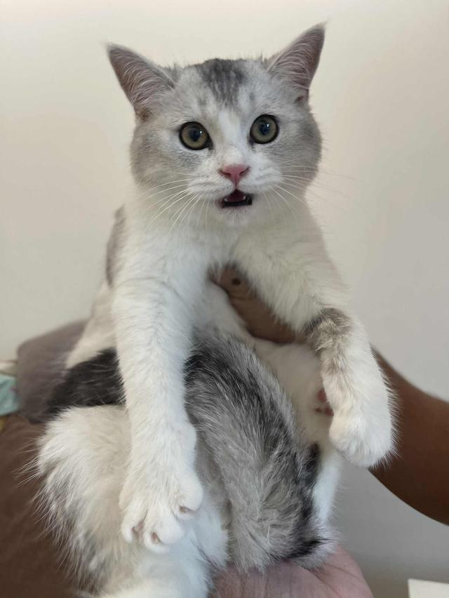 สาวสก็อต 6