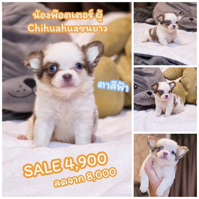 ชิวาวาแท้ขนยาว ผู้ พิกัดรามอินทรา