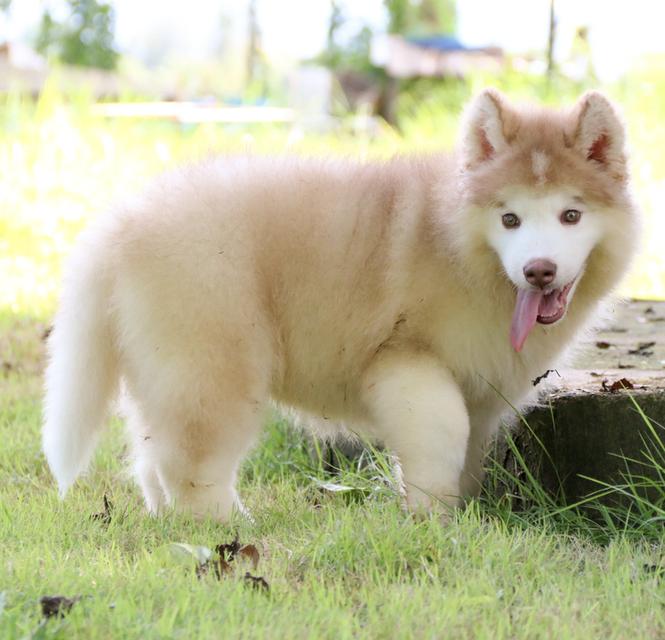 ไซบีเรียนเพศผู้ ฟอร์มหมีราคาถูก เชียงใหม่ 2