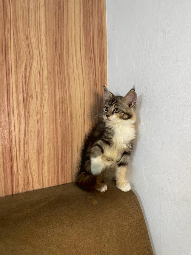 ลูกแมวเมนคูน 2