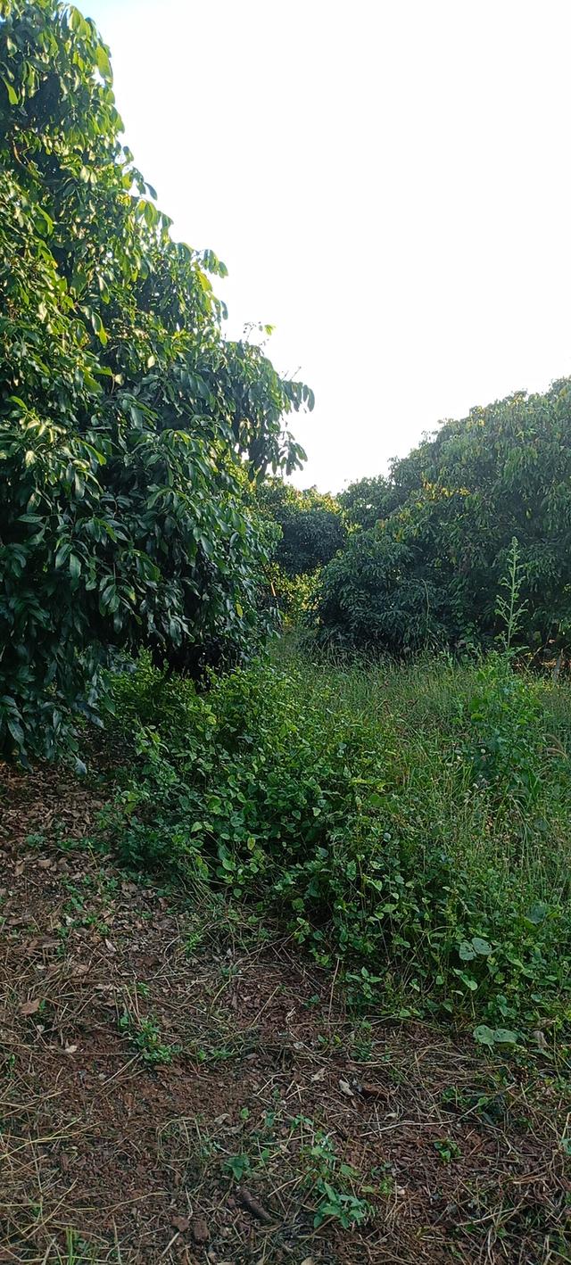 ที่ดินอยู่ใกล้ตลาดใหญ่ เป็นที่เนินเขาติดฝายน้ำเป็นสวนลำไยแบ่งขาย 32 ไร่ 5