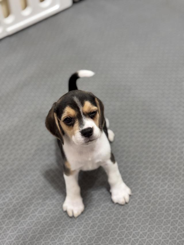 บีเกิ้ล (Beagle) 💯