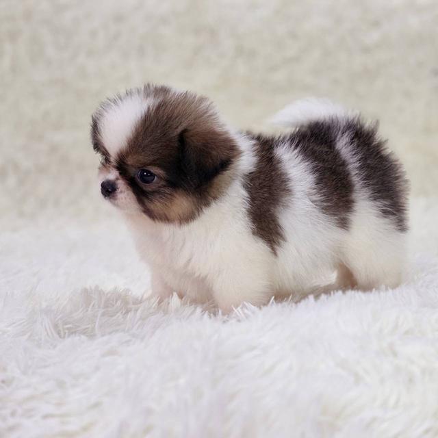 ปอมผสมชิสุ เพศผู้ รามอินทรา 8