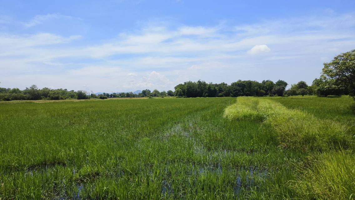 ที่ดินทำเลดี หนองจิก สระบุรี 7