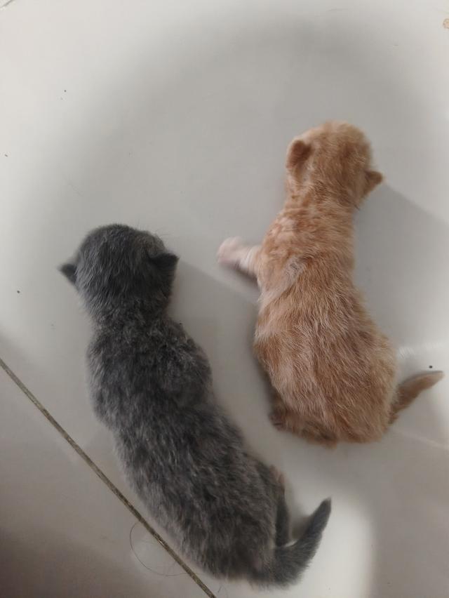 ลูกแมวเปอร์ แะและ ลูกแมวสก็อตตติช 3