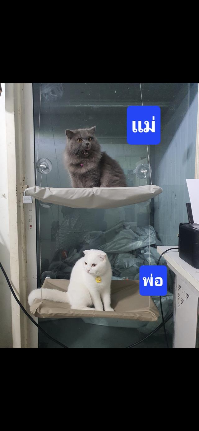 น้องแมว 17
