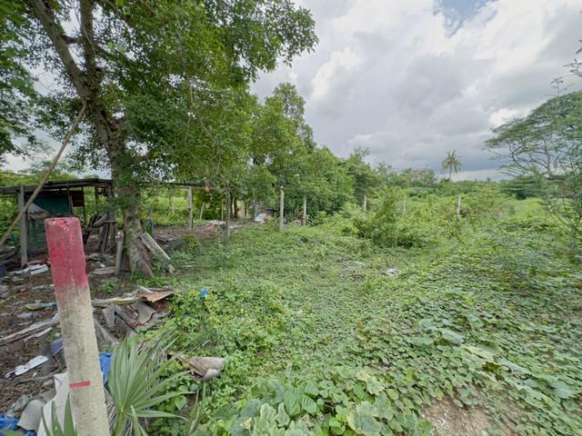ที่ดินปากเกร็ด 85 ตร.วา ทำเลดี ราคาต่ำกว่าตลาด ใกล้รถไฟฟ้าสีชมพูใกล้วัดป่าเลไลย์ ปากเกร็ด นนทบุรี 1