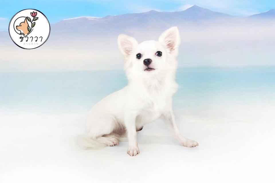 เด็กชายฟองน้ำ