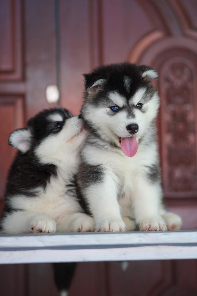Buy a husky puppy in Thailand รูปที่ 5
