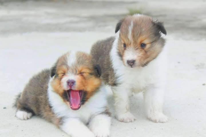 ขาย Shetland Sheepdog อายุเพียง 1 เดือน 4