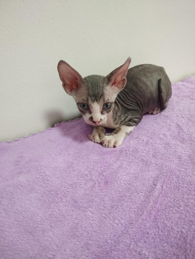 แมวสฟิงซ์ เพศชาย เกิด18/1/2569 รูปที่ 2