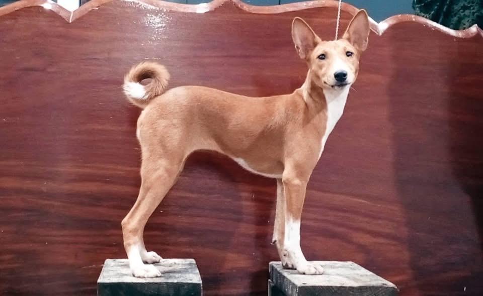 สุนัข Basenji ลูกแชมป์ 2