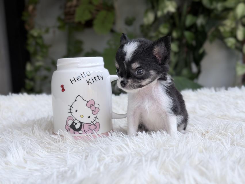 ชิวาวาแท้ เพศเมีย ตัวจิ๋ว พร้อมย้ายบ้าน รูปที่ 10