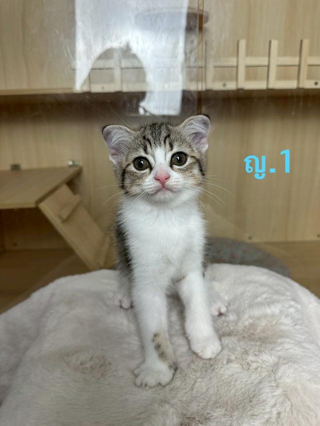 สก็อตติช😺