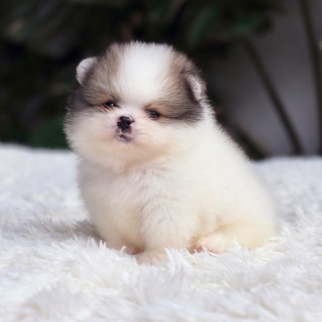 Pomeranian น้องขุนนางปอมหมีสีปาร์ตี้สายพันธุ์แท้