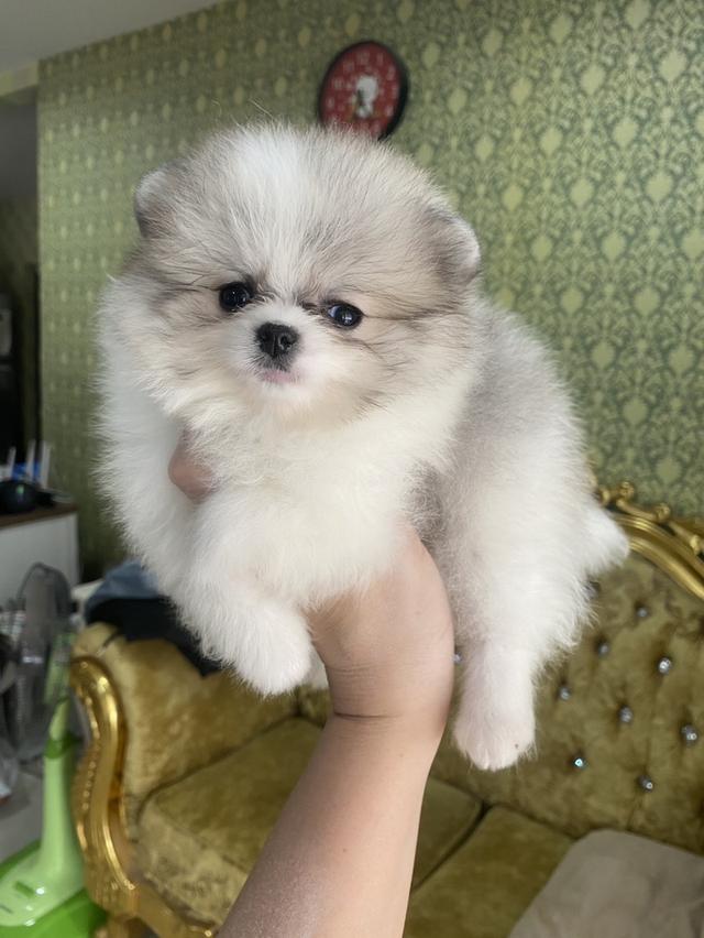 ปอมเมอเรเนียนแท้ เด็กๆพร้อมย้ายบ้านทุกตัวจ้า