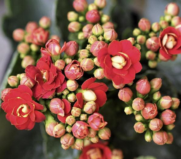 ขายกุหลาบหิน Kalanchoe Blossfeldiana Poelln สีแดงแรงฤทธิ์ 3