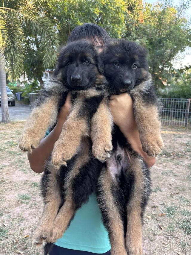 ลูกสุนัขเยอรมันเชพเพิร์ด