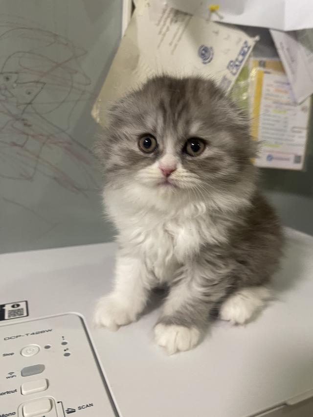 เปิดจองน้องใหม่(สก็อตติชโฟลด์ผสม) รูปที่ 2