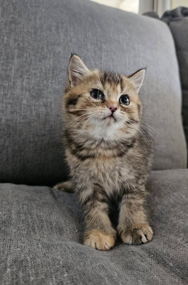 โคโค่ สก็อตติชโฟลด์แท้ 6