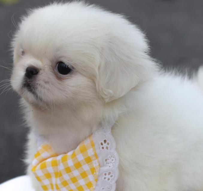 ปล่อยขาย Pekingese สุดน่ารัก 4