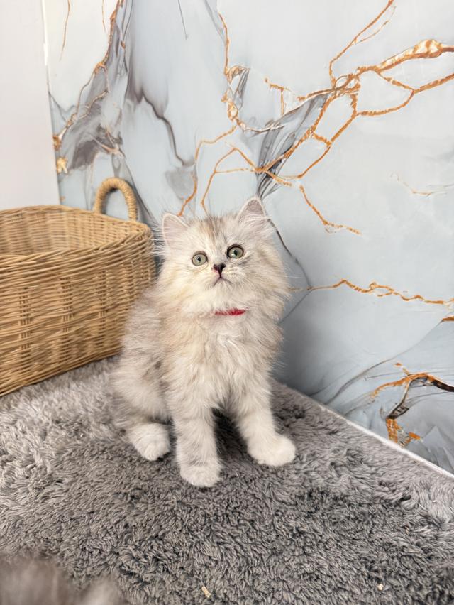 ลูกแมวพันธุ์สก๊อตติชขนยาว