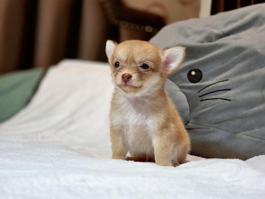 Chihuahuaไซส์จิ๋วหนุ่มหล่อ 5