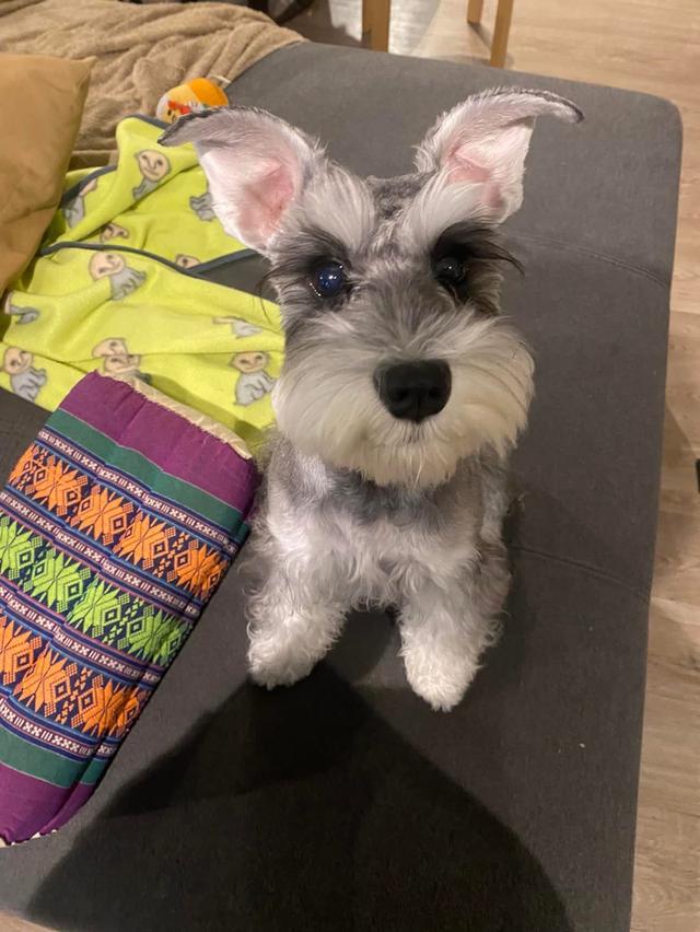 สุนัข Schnauzer ตัวเมีย