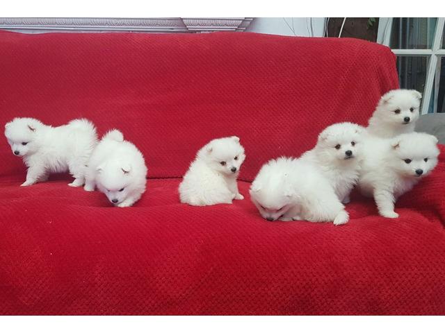 Japanese Spitz puppies | WhatsApp me : +971 58 208 8241 รูปที่ 3