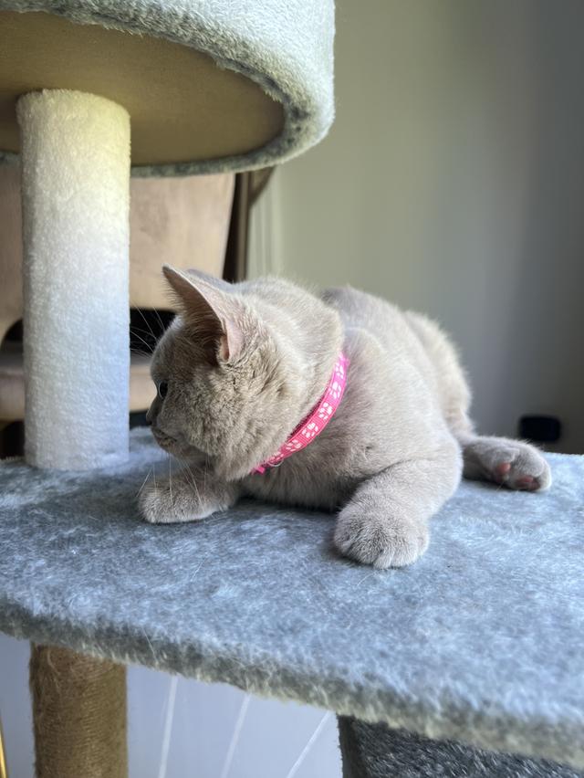 ลูกแมว บริติช ช็อตแฮร์ ใบเพ็ดนอกWCF(British Shorthair) 2