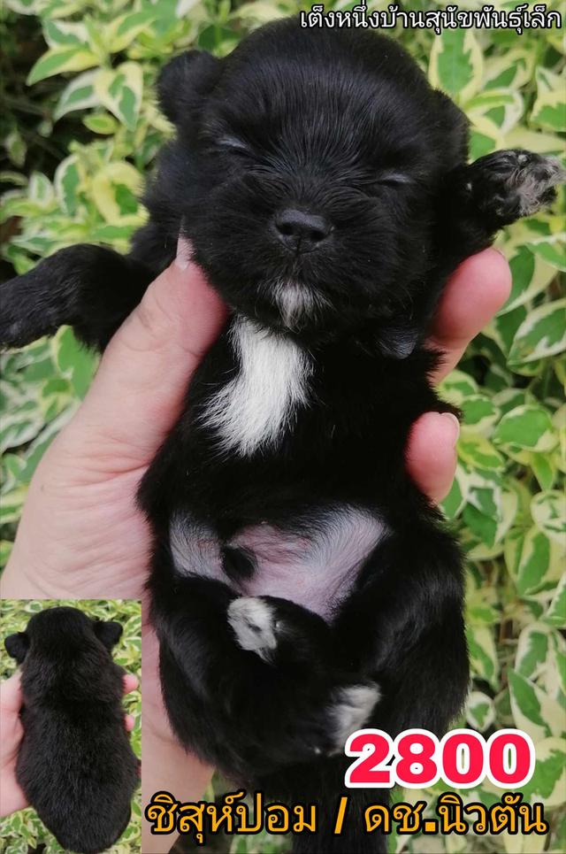 เปิดจอง ชิสุห์ผสม ปอม พุดเดิ้ล ชิวาว่า 8