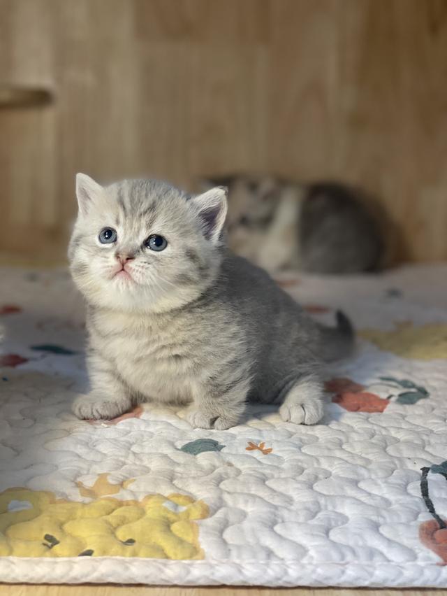 แมวมันช์กิ้นขาสั้น 8