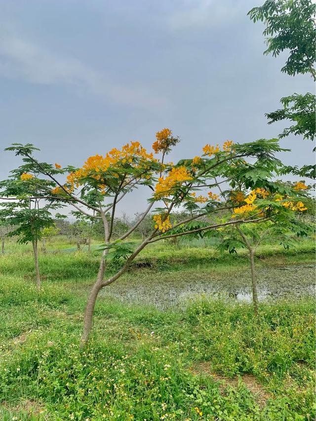 ขายที่ดิน 2 ไร่ 1 งาน 43 ตรว สันป่าตอง เชียงใหม่ ติดคาเฟ่สองนคร 5