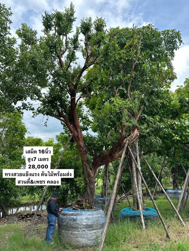 เสม็ดแดง 6