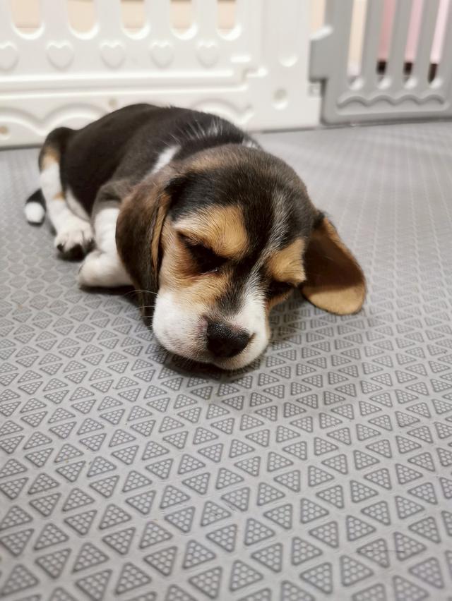บีเกิ้ล (Beagle) Female ด.ญ 💯🏡 10