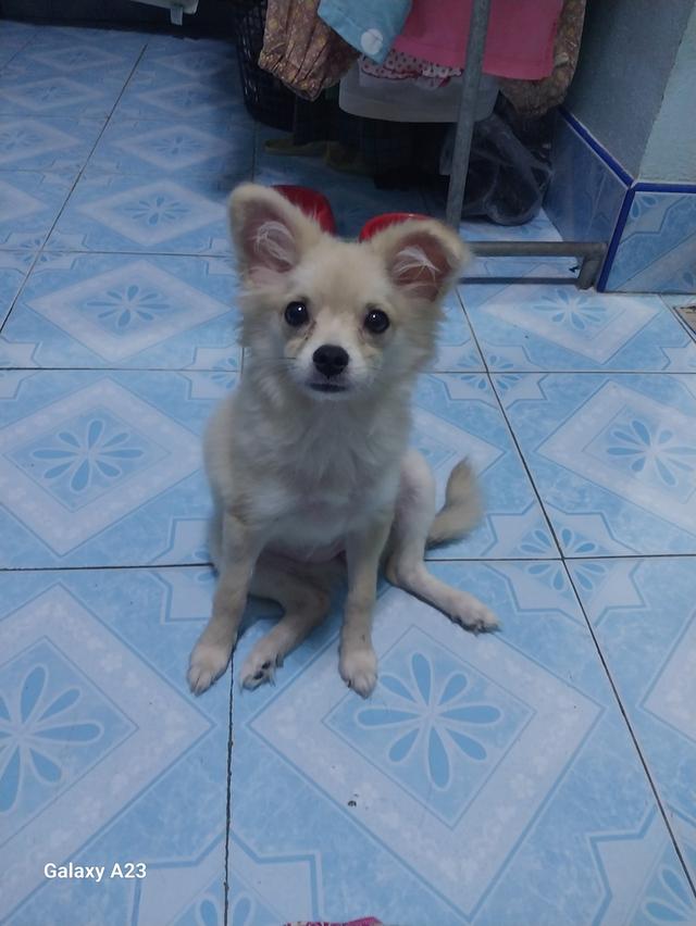 หาบ้านใหม่ให้น้องบอม