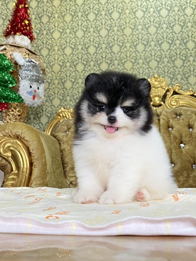 ลูกปอมแท้ สีสวย มาดูตัวจริงได้