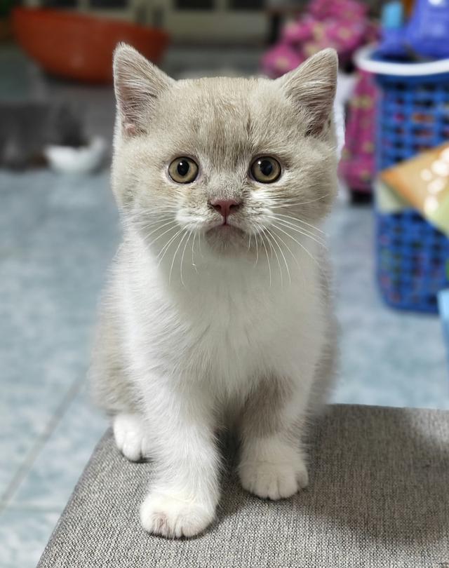 ลูกแมวบริติชช็อตแฮร์ รูปย่อยที่ 4
