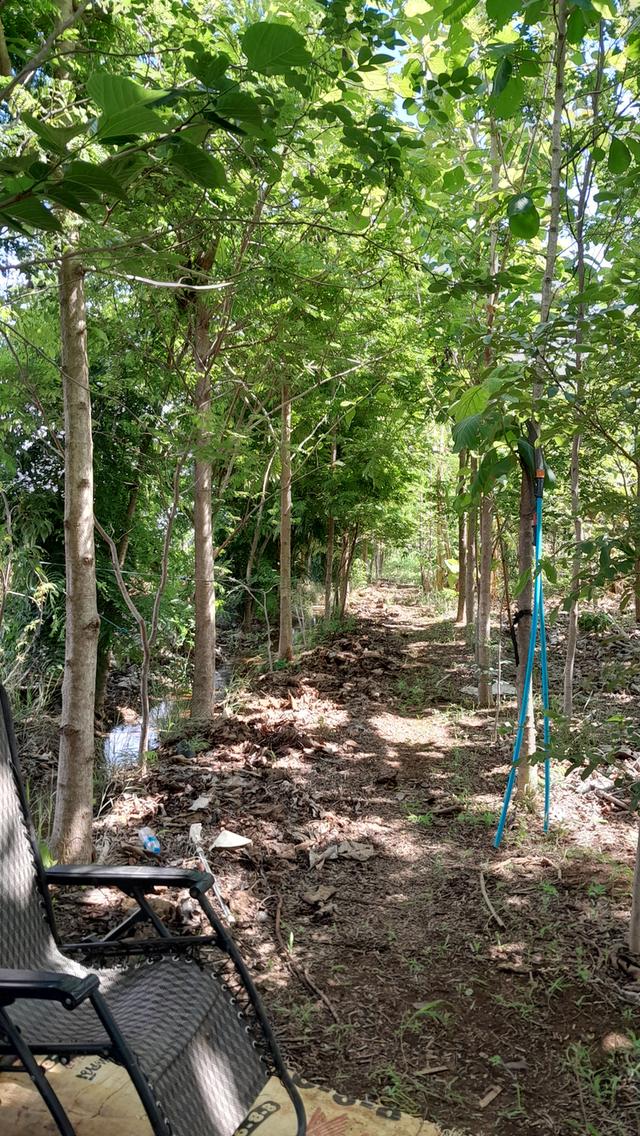 ขายที่ดิน 3 ไร่ 7