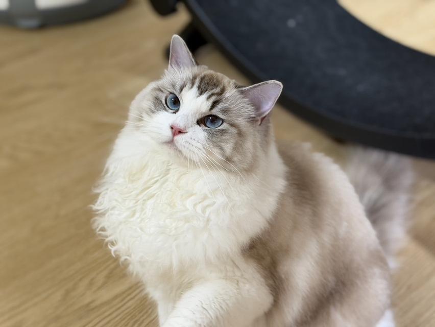 แมวแร็กดอล สาวน้อย7เดือนขี้อ้อนระดับ100 รูปที่ 1