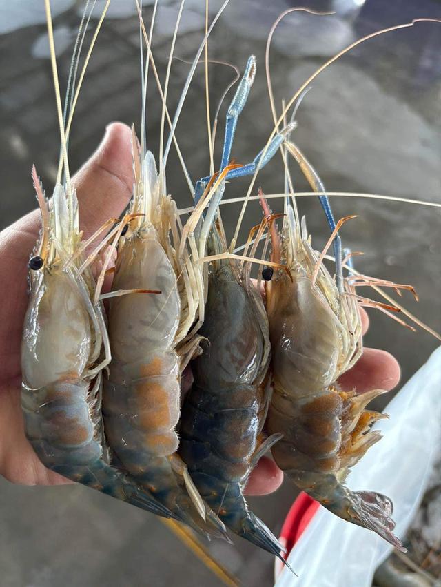 ขายกุ้งแม่น้ำตัวเมีย สดใหม่ทุกวัน 3